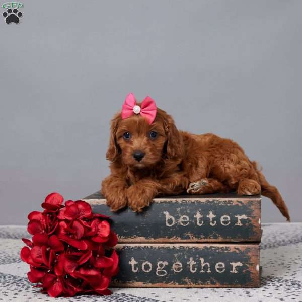 Tootsie, Cavapoo Puppy